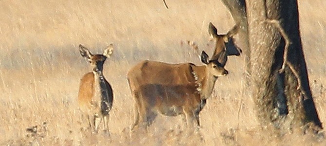 Denuncian la caza de decenas de hembras de ciervos
