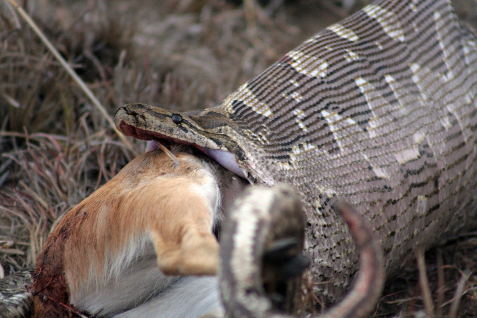 Florida contrata cazadores para acabar con plaga de serpientes pitones