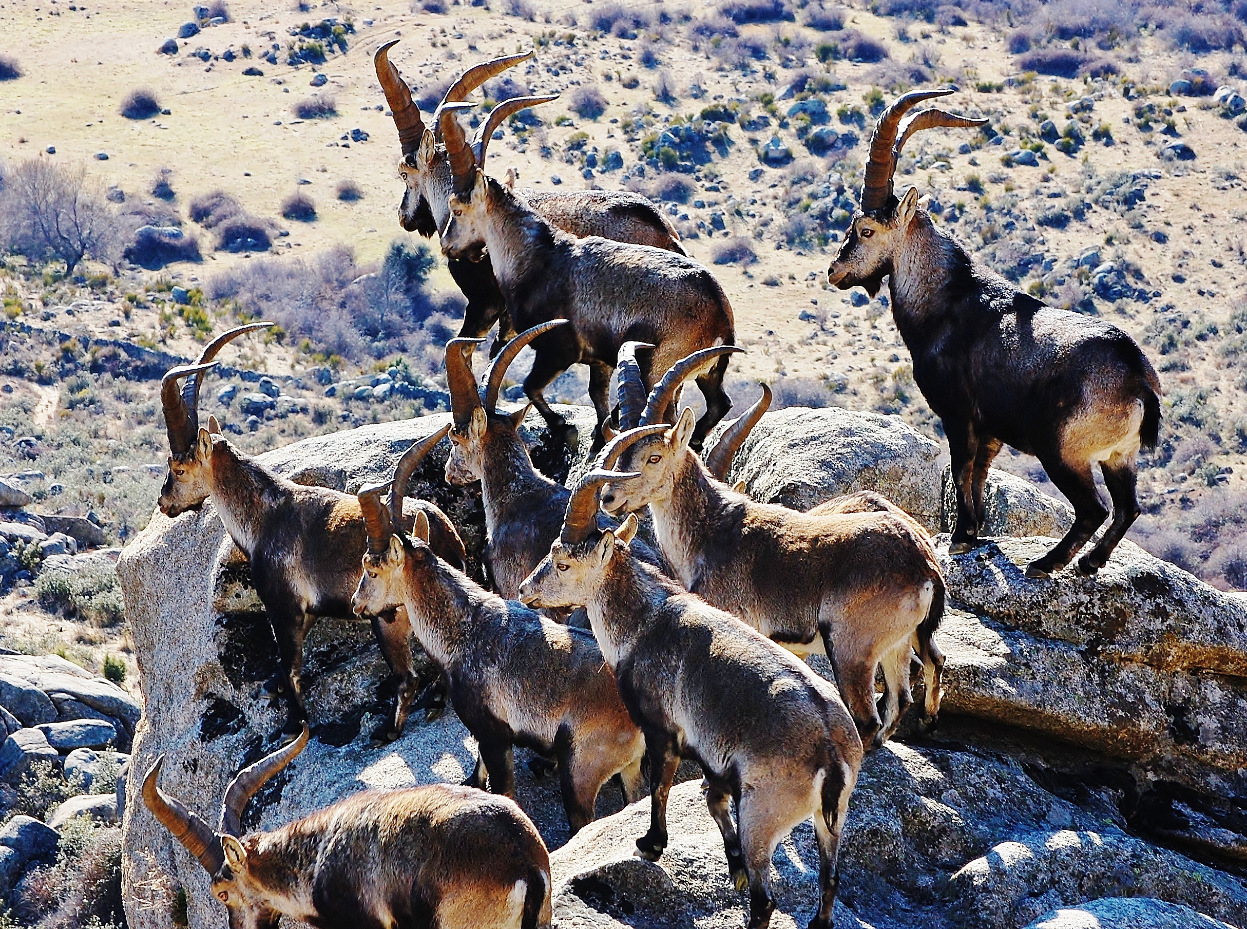 La superpoblación de cabra montés en el Parque Nacional de Guadarrama está poniendo en peligro la supervivencia de la especie, la flora emblemática del parque y la ganadería local