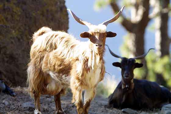 Canarias permitirá cazar vacas, cerdos, cabras, caballos y burros asilvestrados
