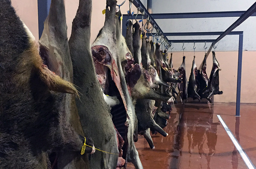 Nueva regulación sanitaria de la carne de caza en Andalucía para reforzar la seguridad
