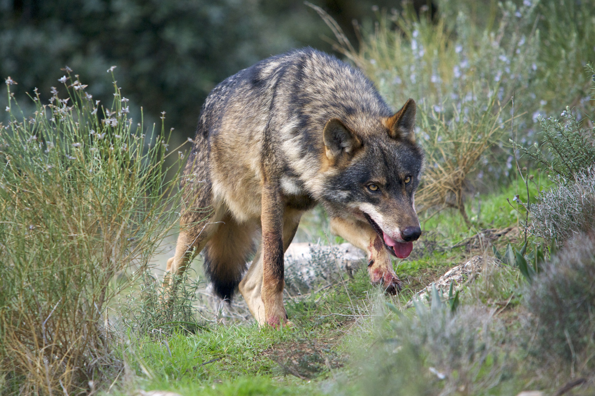 Asaja, en pie de guerra por el plan de recuperación del lobo en Sierra Morena