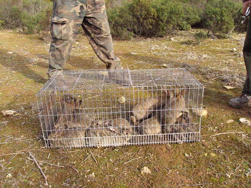 Denunciado un furtivo por capturar conejos para venderlos a cotos de caza