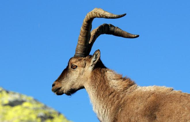 La población de cabra montés en Guadarrama triplica a la máxima sostenible