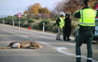 Un ciervo provoca un accidente de un autobús escolar sin heridos