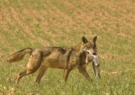 Ecologistas en contra del control del lobo en los Picos de Europa