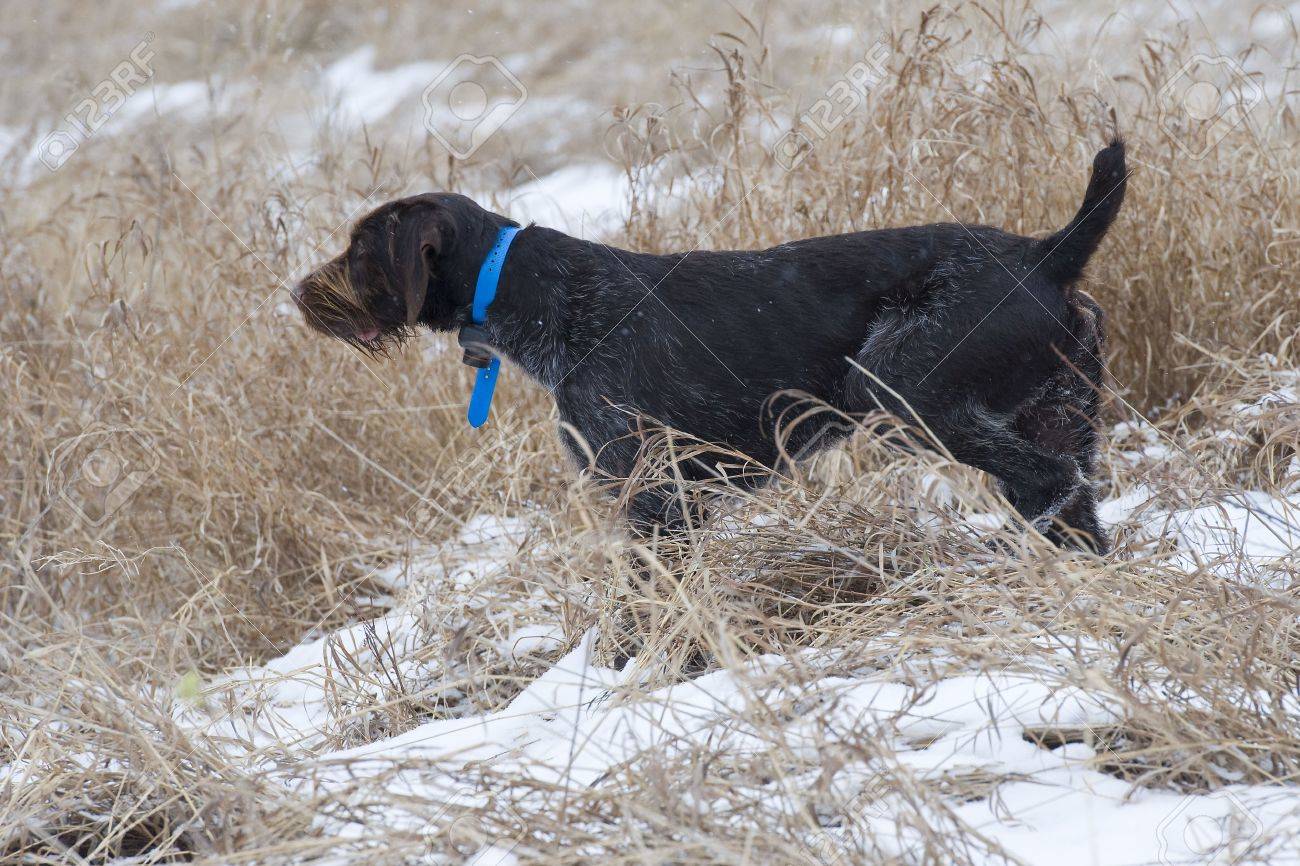 El frío y el perro de caza