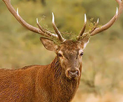  Mendoza (Argentina) prohíbe la caza de ciervo colorado