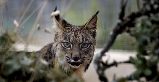 La RFEC exige a Ecologistas una rectificación inmediata por acusar a los cazadores de “matar linces”