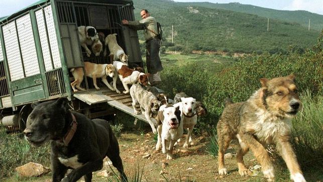 Demostrado: la caza mayor colectiva con perros es esencial para el control del jabalí