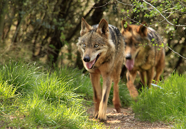 El programa de control del lobo mantiene un cupo máximo de 45 ejemplares para abatir en el periodo 2017-2018 en Asturias