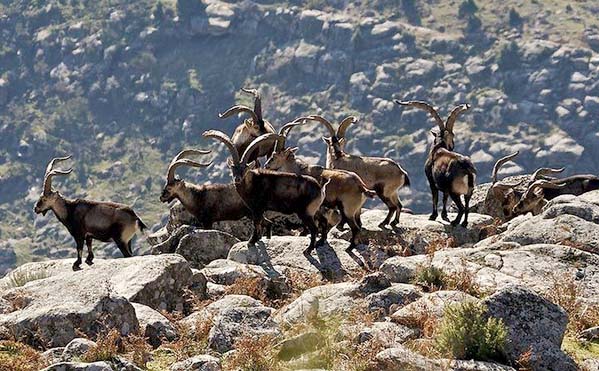 La subasta de caza de la Reserva de Las Batuecas recauda casi 40.000 euros