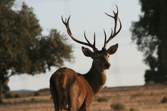 El MARM analiza la importancia del ciervo y el jabalí para Monfragüe(Extremadura)