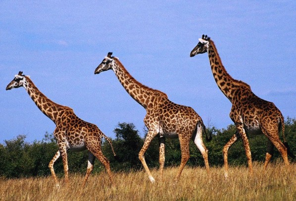  Confirman que hay un alto riesgo de que las jirafas se extingan