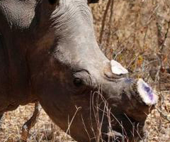 Mutilar los cuernos, una alternativa polémica para salvar al rinoceronte