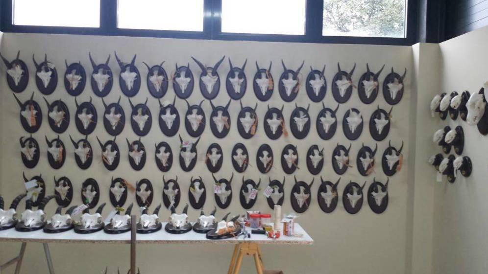 La 'ruina' de capturar cabras montesas: Madrid pasa de pagar 221 a 1.375€ por ejemplar al usar drones