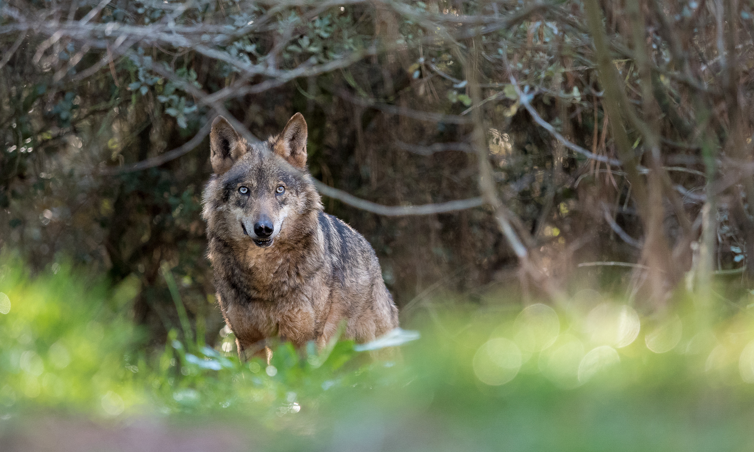 Los cazadores logran que el lobo en Asturias no cause más conflictos a los ganaderos