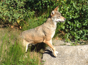 El juez suspende de forma provisional los controles del lobo en los Picos de Europa 