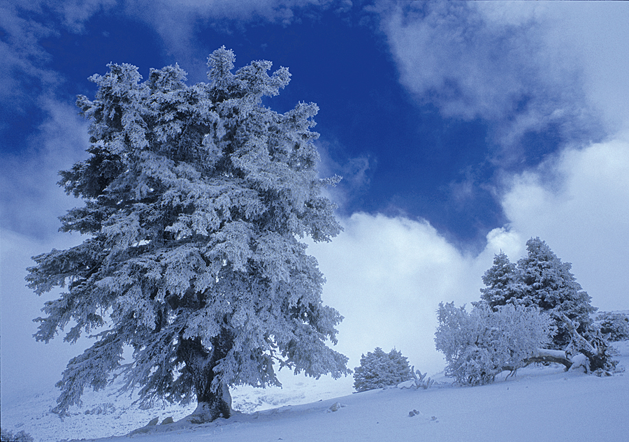 La Sierra de las Nieves más cerca de ser declarado Parque Nacional