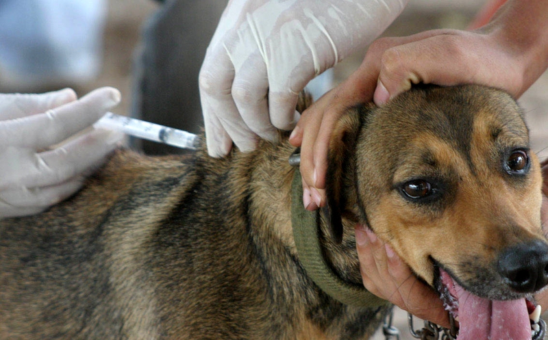 Según Fedexcaza, la La Junta trabaja en modificar la norma de desparasitación de perros