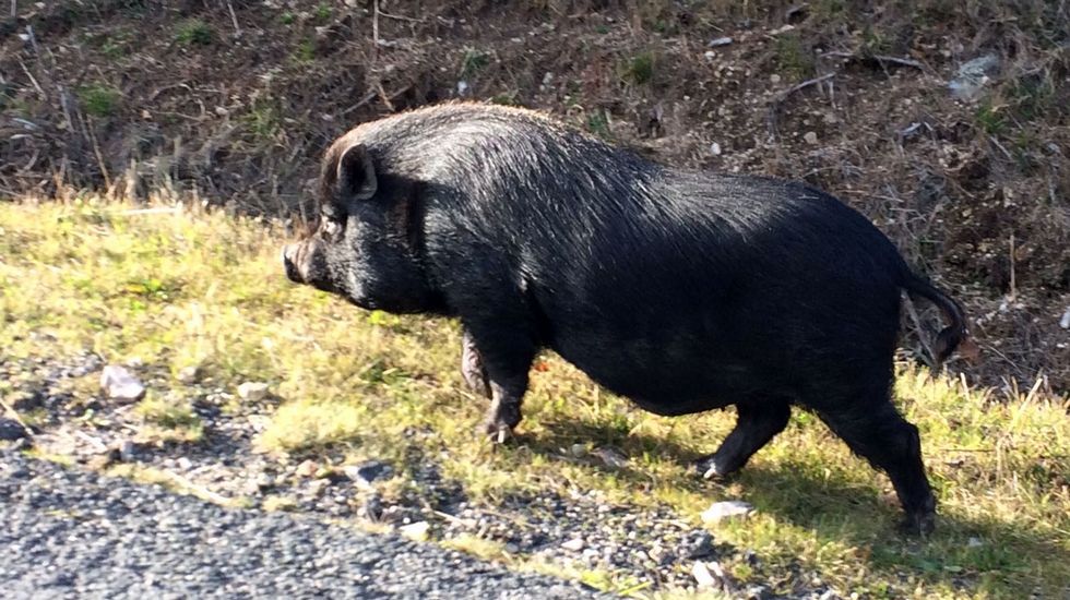 Fotografían en el monte Faro lo que parece un raro híbrido de diferentes razas de cerdo