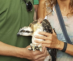 La Federación de Caza de la Comunidad Valenciana presente en el acto de acogida de las primeras crías de águila pescadora