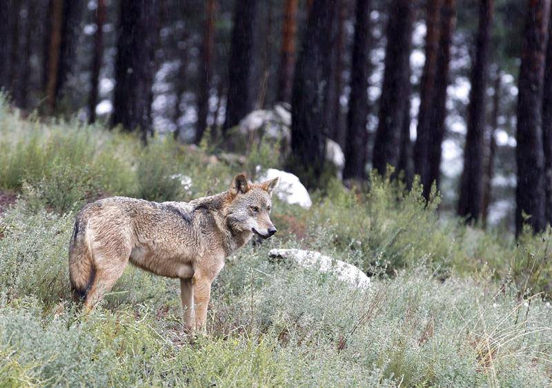 Medio Ambiente autoriza la caza de 141 lobos al norte del Duero para la actual temporada