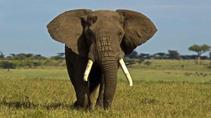 Estados Unidos permitirá importar 'trofeos de elefantes' procedentes de la caza en África analizando cada caso de manera individual