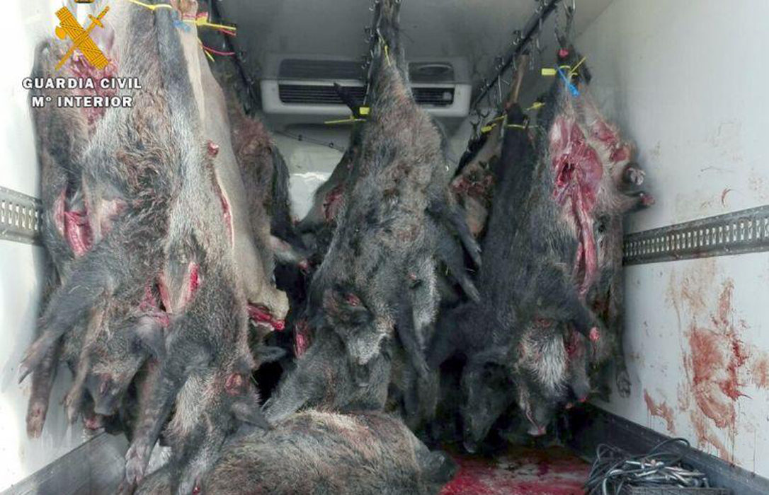 Incautadas 11 toneladas de carne de caza sin controlar