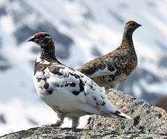 El aislamiento de las perdices del Pirineo las hace géticamente diferentes a las europeas