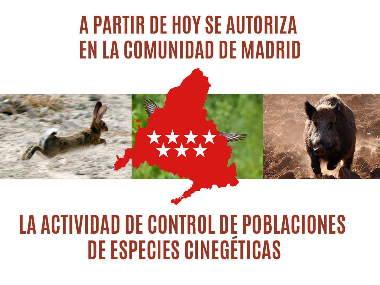 Autorizada la actividad de control de poblaciones de especies cinegéticas en la Comunidad de Madrid