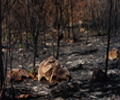 Medidas urgentes para la recuperación de los recursos cinegéticos en Pinofranqueado y Sierra de Gata tras los incendios