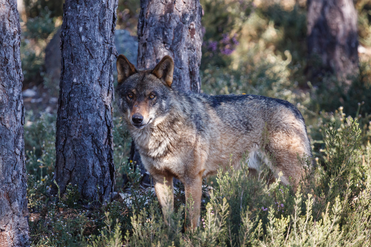 Bruselas velará por la “recolonización” del lobo ibérico en Sierra Morena