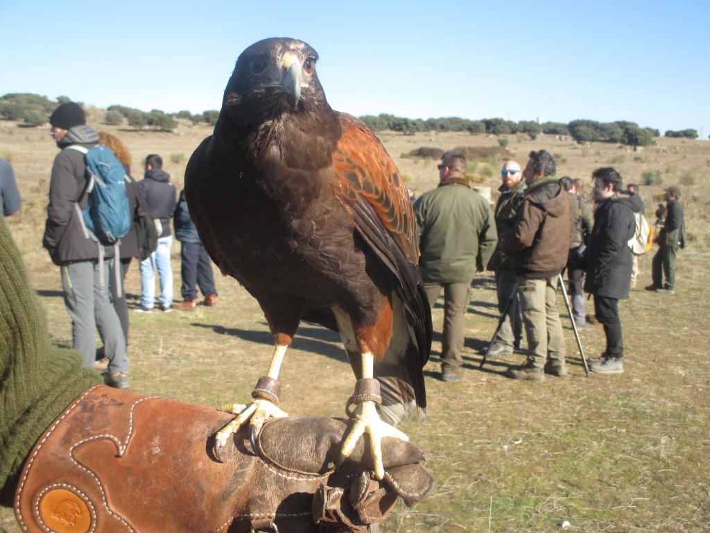 El MINCOTUR confirma a la RFEC que se podrán seguir exportando aves de cetrería como hasta ahora