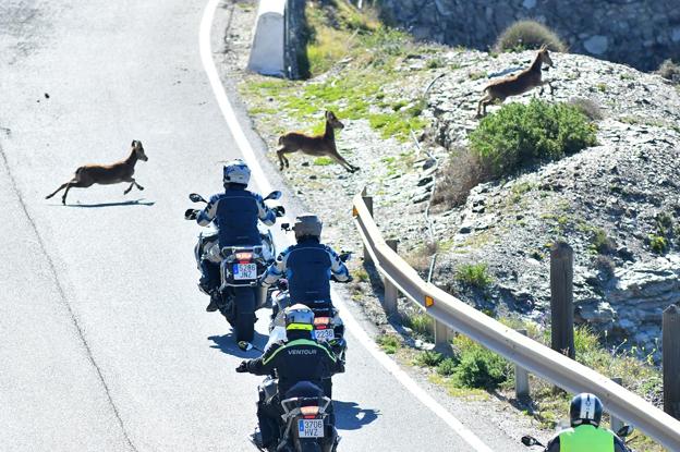 Cabras montesas 'aprenden' a 'saltarse' las vallas de las autovías