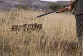 La media veda se restringe para la tórtola en días y cupos de piezas en Castilla-La Mancha