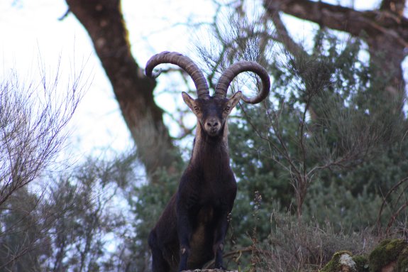 Subastan la caza de 67 ejemplares de cabra montés en la reserva La Sierra de Gredos