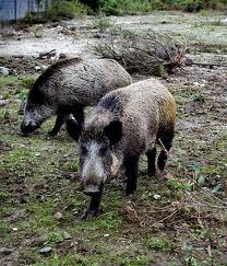 Medio Rural de Galicia destaca que la temporada de caza se cerró con récord de jabalíes abatidos 