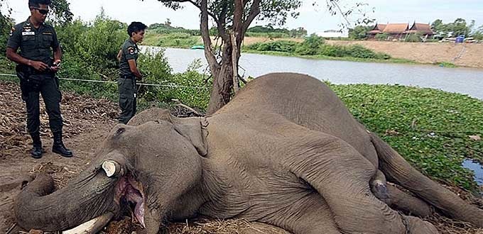 La caza furtiva abate, al menos, a 110 elefantes en la mayor reserva de Mozambique durante el 2017