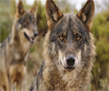  La Audiencia Nacional admite a trámite el recurso de Fundación Artemisan contra la inclusión del lobo en el LESPRE