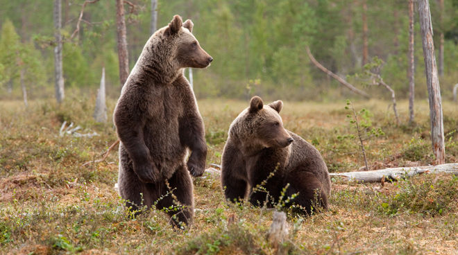 Rumanía permitirá de nuevo los trofeos de caza de osos y lobos