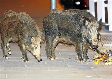 La Federación de Caza de la Com. Valenciana ofrece 16.000 voluntarios para “acabar gratuitamente con el exceso de fauna salvaje”