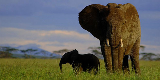 Los secretos de la caza del elefante