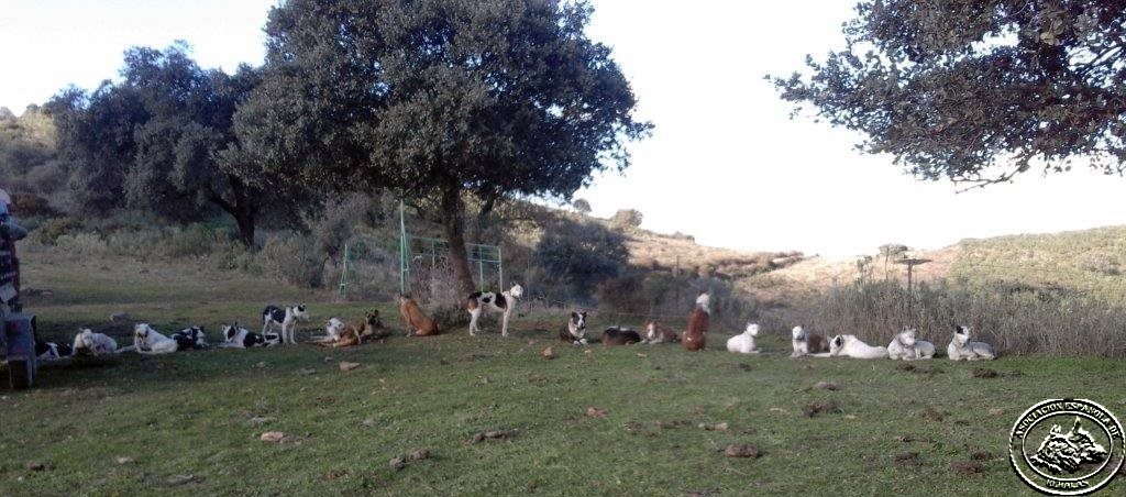 La Asociación Española de Rehalas con el campo