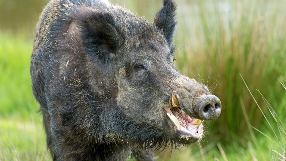 Un jabalí se come el dedo índice de un paseante en un bosque de Inglaterra