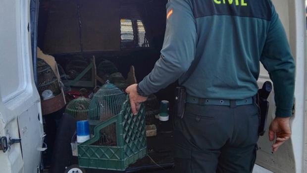 La Guardia Civil detiene a dos personas por robar 14 perdices de reclamo en La Carlota