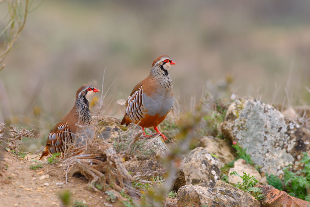 El IREC avisa de que se acaba el tiempo para evitar la extinción de la perdiz roja