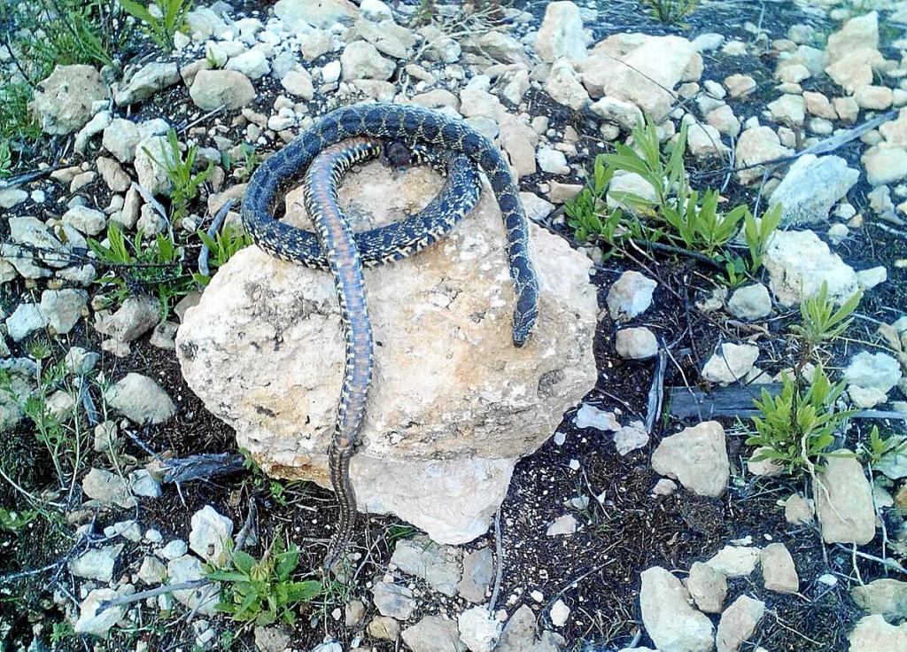Los cazadores comienzan la nueva campaña contra las serpientes en Ibiza