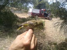 Denunciados en Aragón cazadores furtivos de aves protegidas