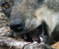 ASAJA en Extremadura y Federación Extremeña de Caza, se posicionan contra la introducción del lobo en la región